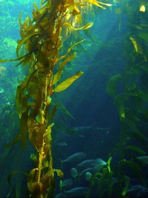 Lawn Seaweed One Stop Lawn Treatments